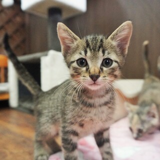只今遊び盛り！【生後2か月の子猫「イケにゃん」】