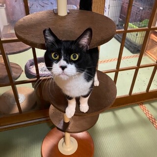 ダミ声で人が大好きな甘えん坊男の子「ライ」