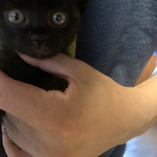 甘えん坊の黒猫あんこちゃん！