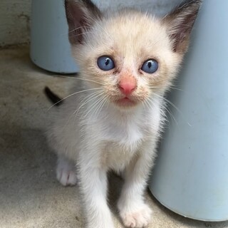 シャム毛色の子猫の里親急募