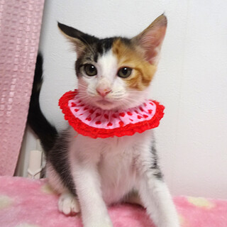 乳飲み子から育てた♪三毛姉妹♪メルちゃん ２ヵ月