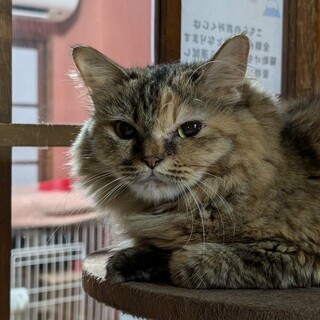 長毛で控えめなかわいらしい女の子「わりん」