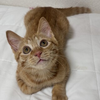 ちょっとビビリな甘えん坊いなりくん♡男の子3ヶ月