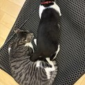 新しく産まれる子猫5匹