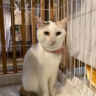 人にも猫にも興味津々な女の子「ゆき」