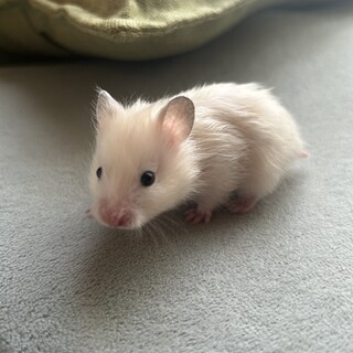 長毛ハムスター　アイボリー　3匹の里親募集