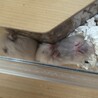 長毛ハムスター　アイボリー　3匹の里親募集 サムネイル2