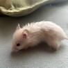 長毛ハムスター　アイボリー　3匹の里親募集 サムネイル3