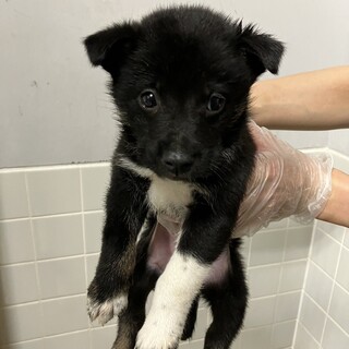 緊急！7月1日（月）朝9時迄　生後1.5ヶ月