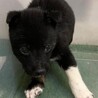 緊急！7月1日（月）朝9時迄　生後1.5ヶ月 サムネイル4