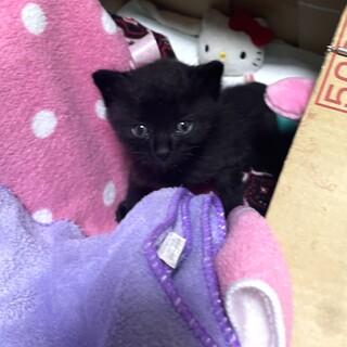 小さな黒猫ちゃん！素敵な里親さん待ってます♡