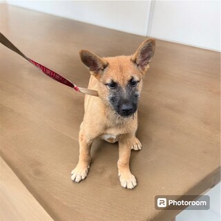 3ヶ月の子犬里親緊急募集