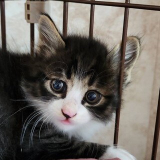 長毛でとてもかわいい　まるくん