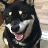 黒柴　メス サムネイル2