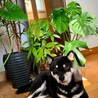 黒柴　メス サムネイル3