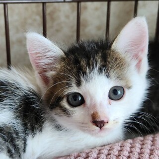 前髪ぱっつんのかわいい女の子　ゆず