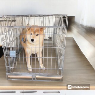 約10歳の柴犬里親緊急募集