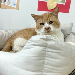 穏やかな茶白（仲良し兄弟２匹一緒に希望）