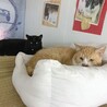 穏やかな茶白（仲良し兄弟２匹一緒に希望） サムネイル4