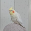 オカメインコちゃんの里親さん募集