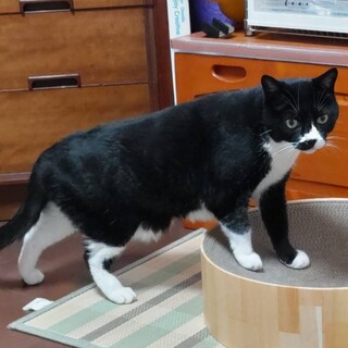 ちょっぴり臆病な男の子★はちすけくん