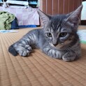 【急募】①　オス じゅん君  生後約２か月