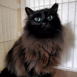 【6/30譲渡会】FIVキャリアのココちゃん