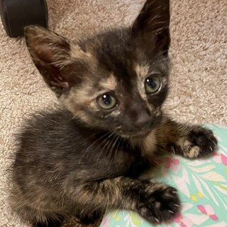 3兄弟で元気いっぱいの女の子