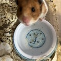 ハムスター