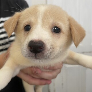 素敵なご縁がありましたクリーム色の可愛らしい女の子