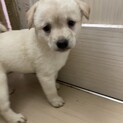 素敵なご縁がありました愛くるしいお目目の女の子