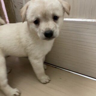 素敵なご縁がありました愛くるしいお目目の女の子