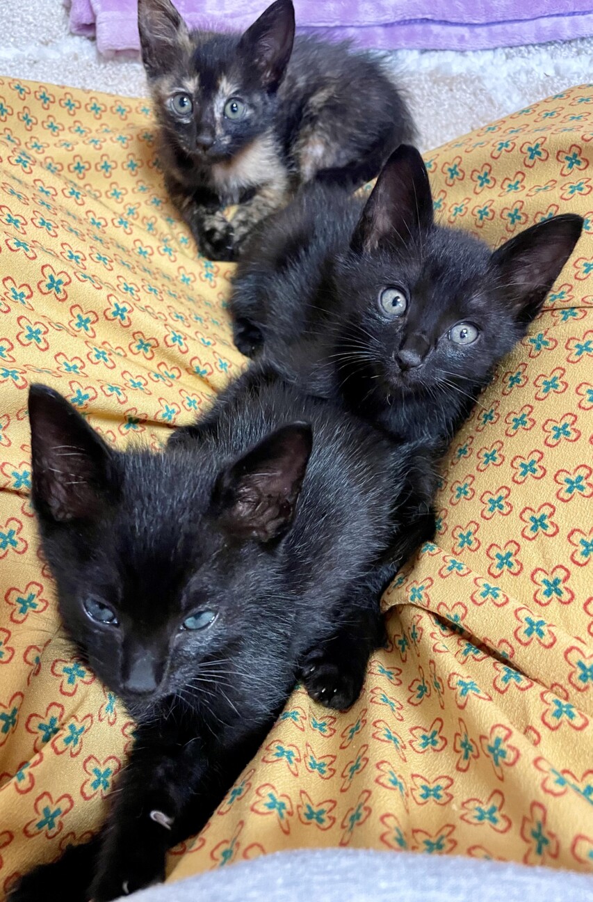 3兄弟で1番元気いっぱいで食いしん坊な女の子 サムネイル2