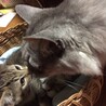 タムラヒラク