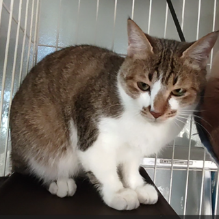 とっても美男子！キジ白の男の子「ゆみ」 