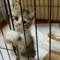 急募！三毛猫女の子 みゅうちゃん