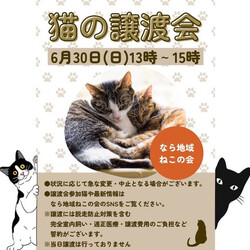 猫の譲渡会