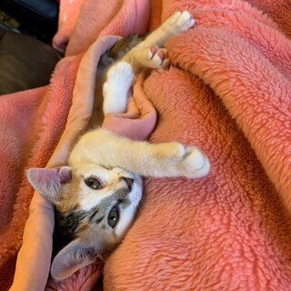 構ってちゃんの甘えん坊ミケコ3ヶ月くらい