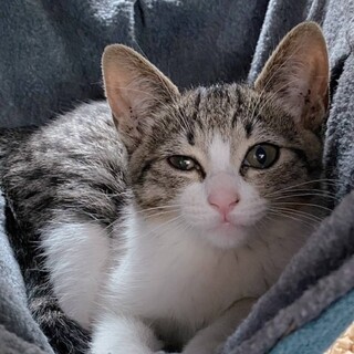 可愛い仔猫３ヶ月