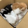 玲愛のあさん