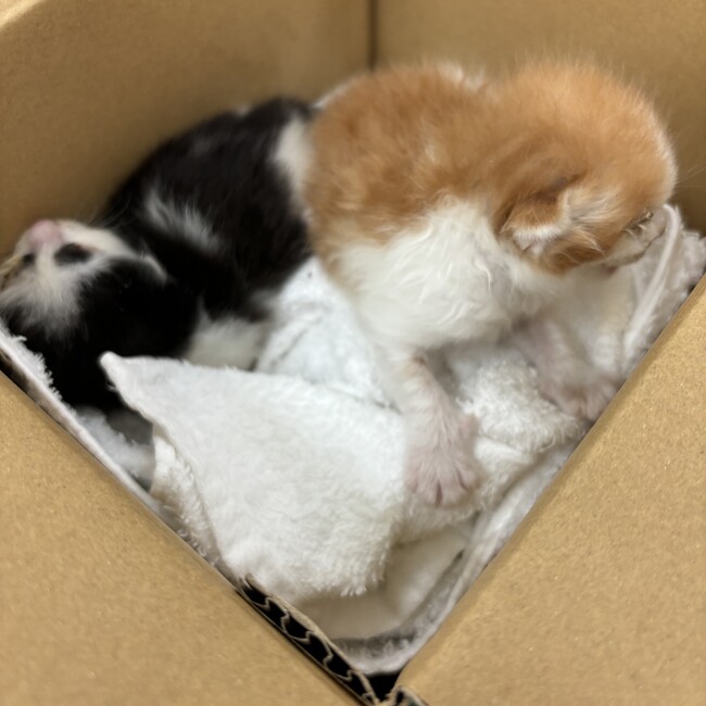 玲愛のあのカバー写真