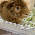 至急！モルモットの男の子♡