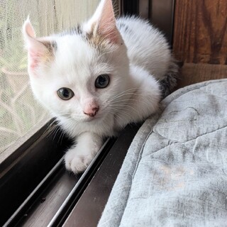 4兄弟妹⭐︎可愛い白三毛尾長きなりちゃん