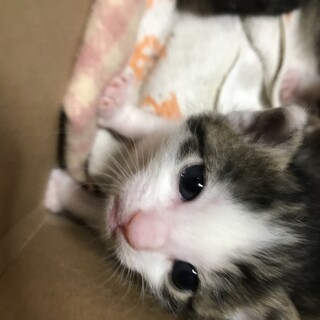 子猫里親募集