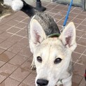 生後半年の子犬を買っていただける方を探しています