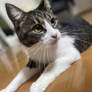 美系✨️ツンデレにゃんこ