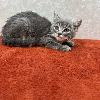 とても綺麗なグレーです！とてもクールな❤ライラ