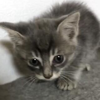 甘えん坊で人が大好きで懐こいガル君