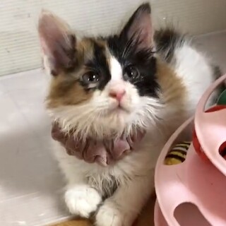 長毛で三毛の賢いエリ姫