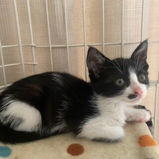 お鼻のポッチが可愛い黒白しらたまちゃん